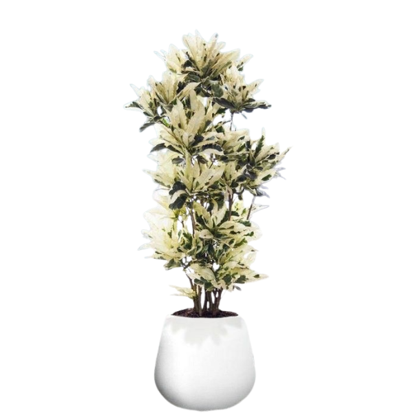 Tamara Croton (Codiaeum variegatum ‘Tamara’) - Image 2