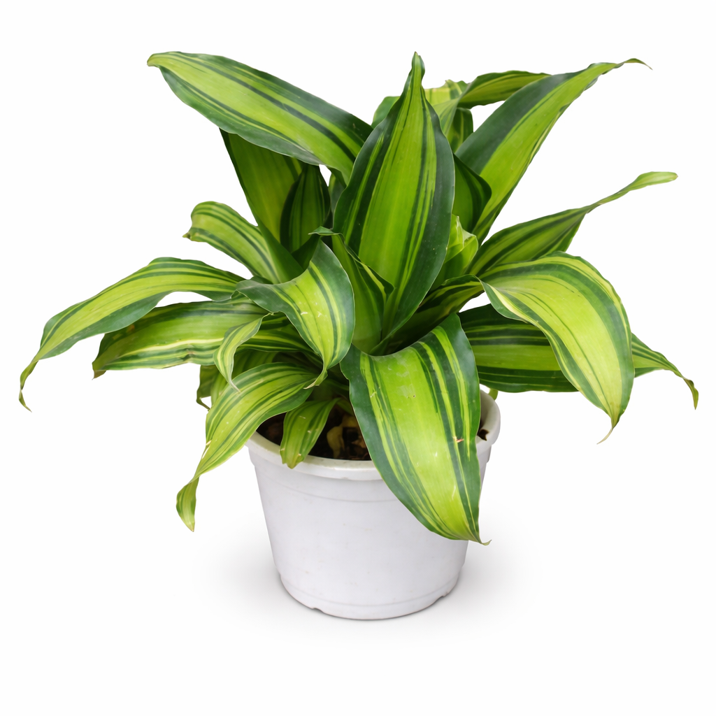 Dracaena ‘Dara Singh’ Indoor Plant - Image 2