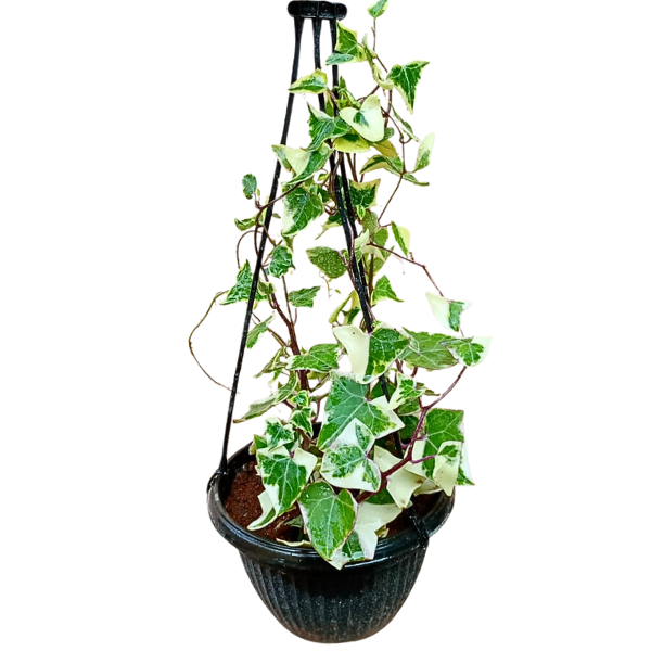 English Ivy Variegated – Trailing Indoor Vine (hanging pot)