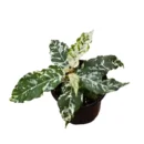 Ficus aspera ‘Variegata’ (Clown Fig / Spotted Fig / Variegated Sandpaper Fig)