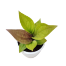 Anthurium ‘Jenmanii Gold’ – Rare Golden Anthurium