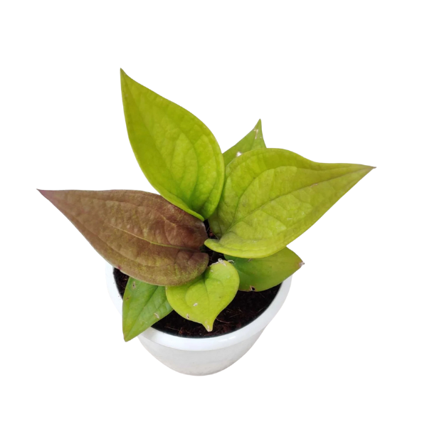 Anthurium ‘Jenmanii Gold’ – Rare Golden Anthurium