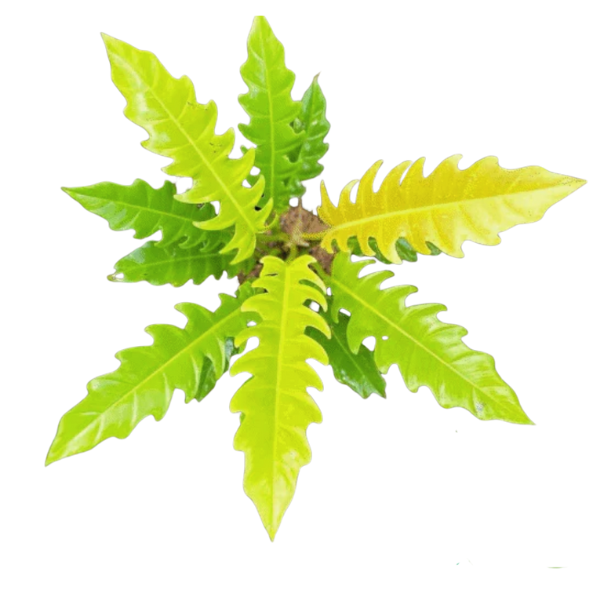 Philodendron Golden Saw Plant – Rare Golden Serrated Leaf