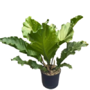 Anthurium hookeri (Bird’s Nest Anthurium)