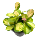 Hoya australis ‘Lisa’ – Rare Variegated Wax Plant