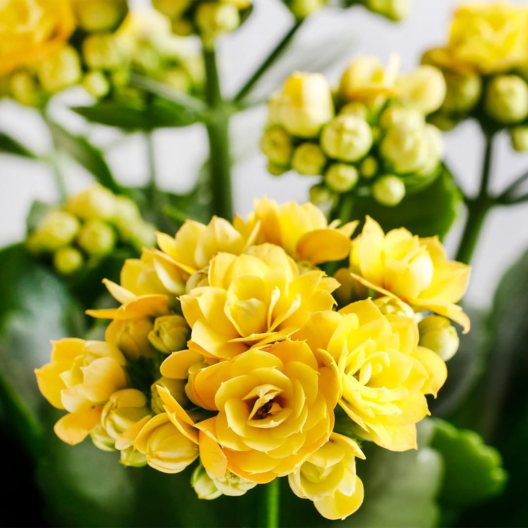 Yellow Kalanchoe Plant - Image 2