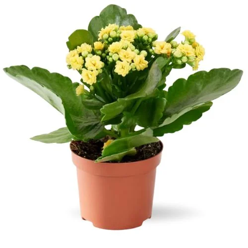 Yellow Kalanchoe Plant