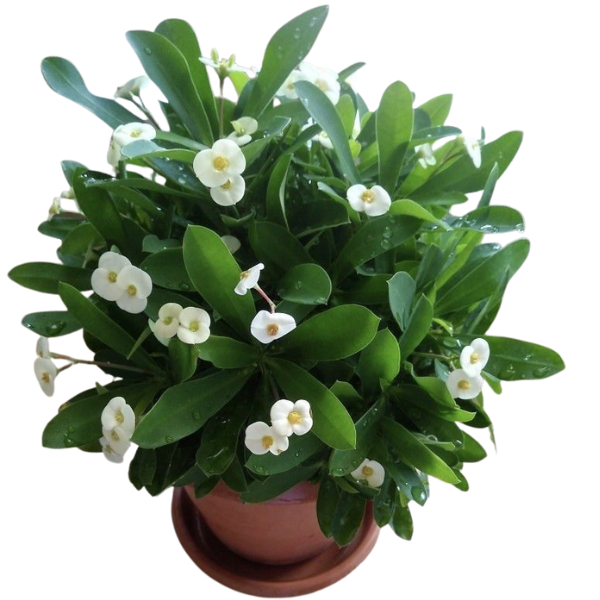 Euphorbia milii (lemon white flowering)