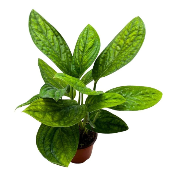 Monstera Peru (Monstera karstenianum) – Rare Textured Tropical Indoor Plant