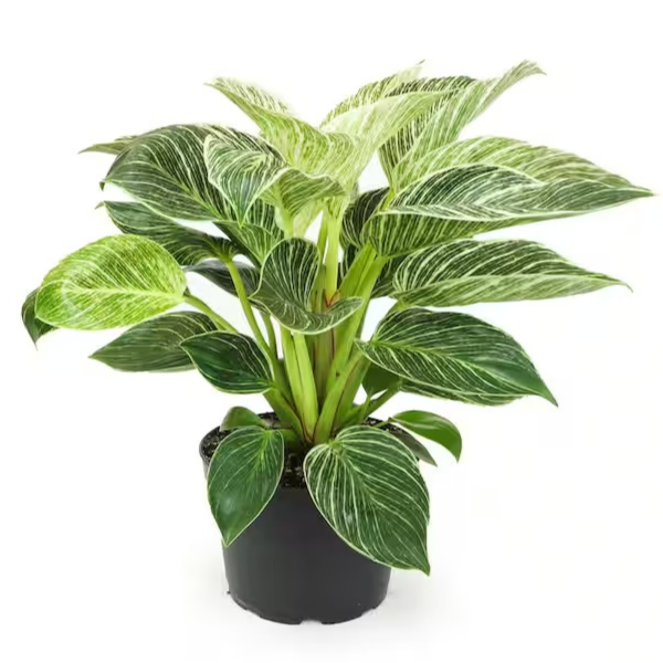 Philodendron ‘Birkin’ - Image 2