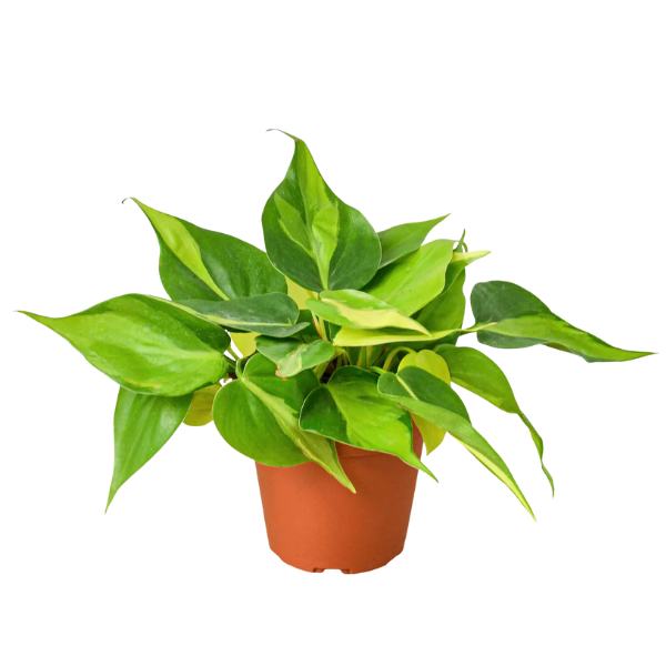 Philodendron Brasil & Green Combo (Set of 2 plants) - Image 4
