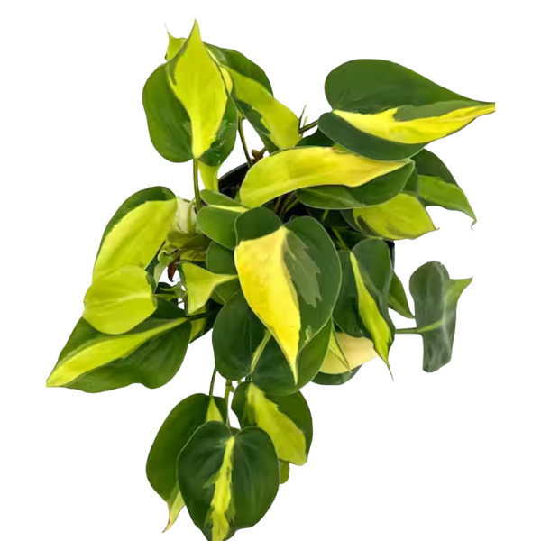 Philodendron Brasil & Green Combo (Set of 2 plants) - Image 3