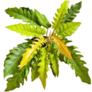 Philodendron ‘Ring of Fire’ – Rare Multi-Coloured