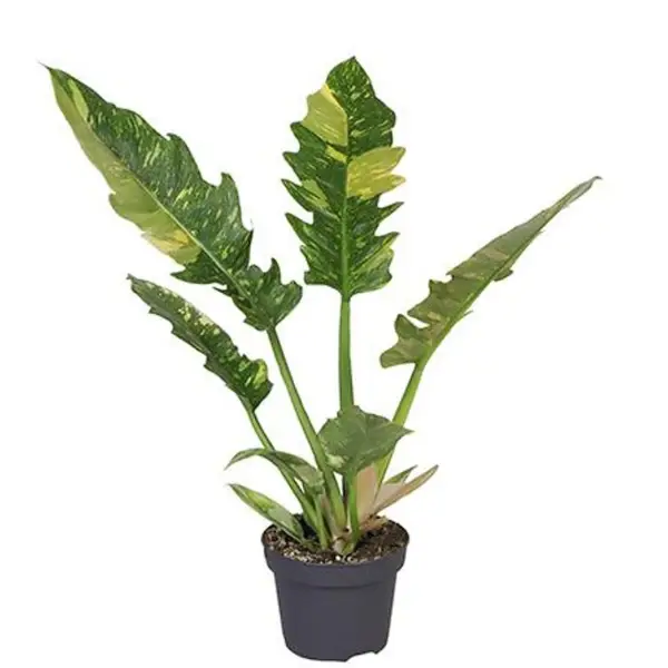 Philodendron ‘Ring of Fire’ – Rare Multi-Coloured - Image 2