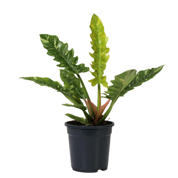 Philodendron ‘Ring of Fire’ – Rare Multi-Coloured - Image 3