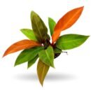 Philodendron Sunshine Plant – Bright Indoor Foliage