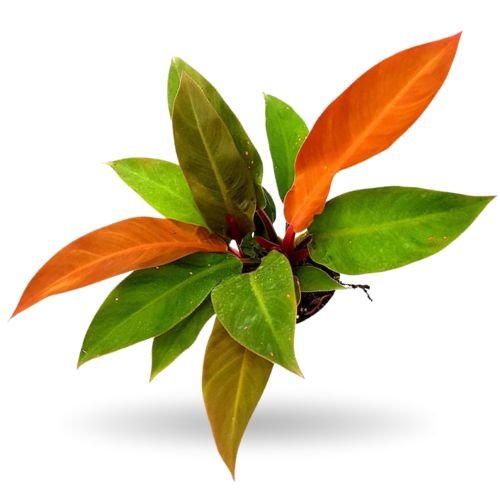 Philodendron Sunshine Plant – Bright Indoor Foliage