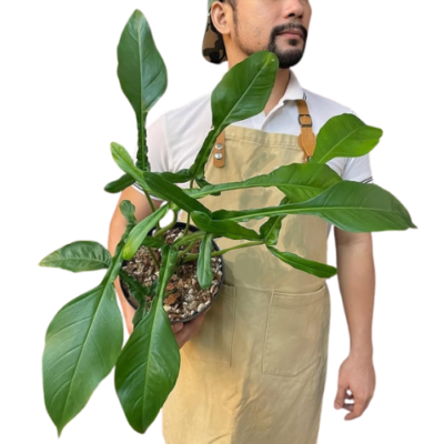 Philodendron Joepii – Rare Collector Plant