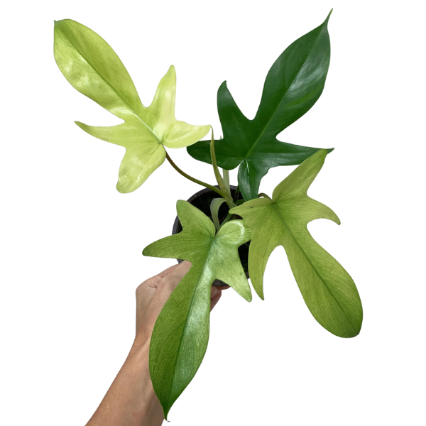 Philodendron ‘Florida Ghost’ – Rare Pale Leaf Philodendron