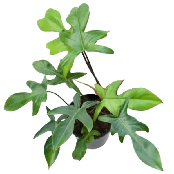 Philodendron ‘Florida Ghost’ – Rare Pale Leaf Philodendron - Image 2