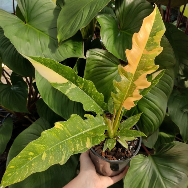 Philodendron Variegated Narrow – Rare Narrow Leaf - Image 2