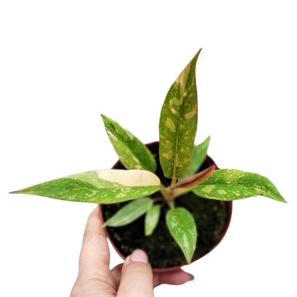 Philodendron Variegated Narrow – Rare Narrow Leaf - Image 3