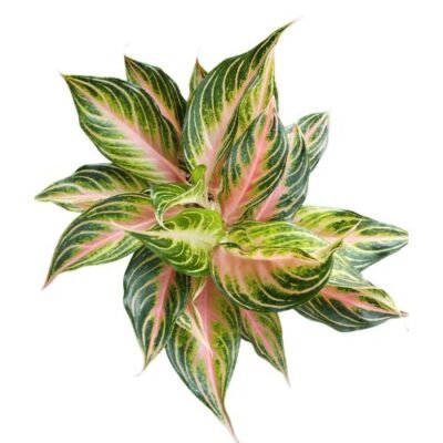Aglaonema ‘Pink Panama’ – Exotic Indoor Plant