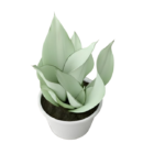 Sansevieria ‘Moonshine’ – Elegant Silver-Green Snake Plant