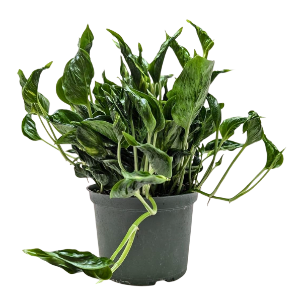 Sleeping Pothos – Rare Indoor Money Plant