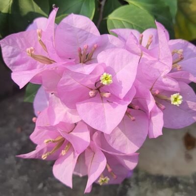 Bougainvillea Pink Plant – Flowering Outdoor Climber