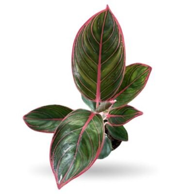 Aglaonema Pink Khanza