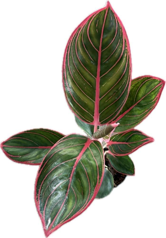 Aglaonema Pink Khanza