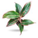 Aglaonema 'Red Lipstick'