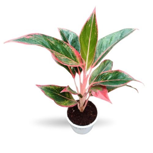 Aglaonema 'Red Lipstick' - Image 2