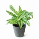 Calathea Vittata – Elegant White-Striped Prayer Plant (Indoor)