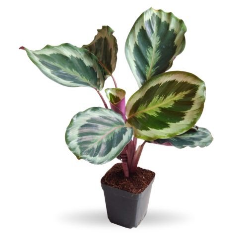 Calathea Roseopicta 'Marion' - Image 2