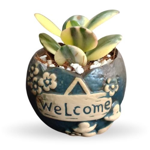 Variegated Crassula  With Designer Pot