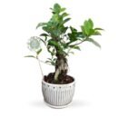 🌿 Ficus Bonsai – Elegant Evergreen Gift Plant in Designer Ceramic Pot