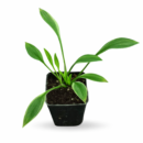 Hosta ‘Fragrant Bouquet’