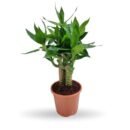 Lotus Bamboo (Lucky Bamboo)