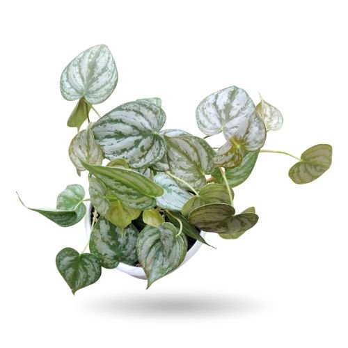 Philodendron Brandtianum (Silver Leaf Philodendron) - Image 2