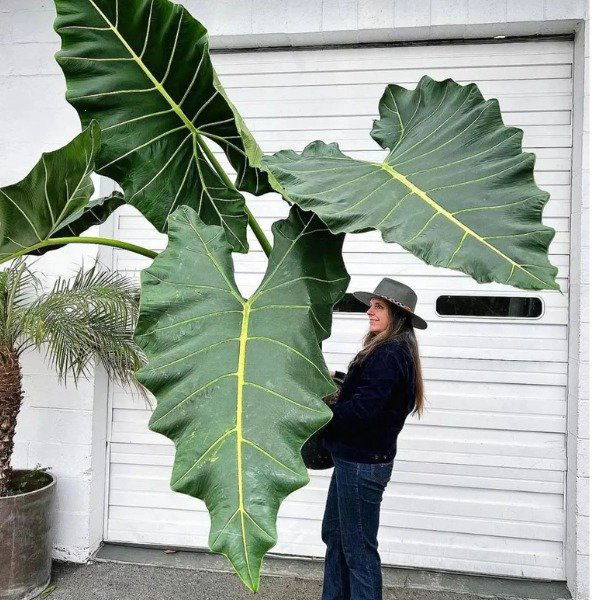 Philodendron Maximum - Image 2