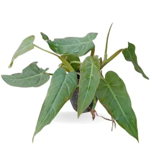 Philodendron Maximum