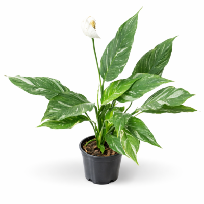 Spathiphyllum Variegated