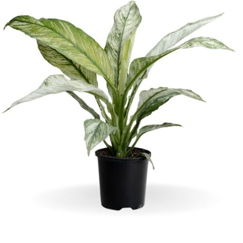 Spathiphyllum Variegated ( Peace Lily) - Image 2