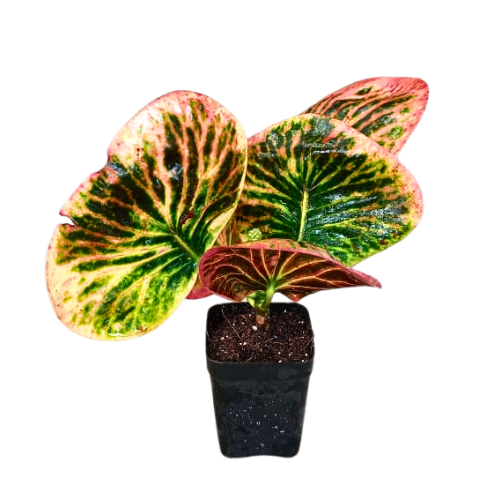 Croton Apple (Codiaeum variegatum) - Image 2