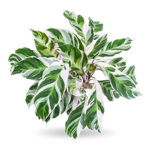 Calathea 'White Fusion' - Image 3