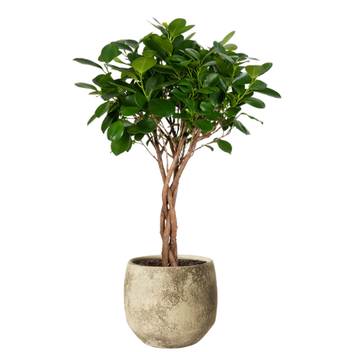 Ficus Microcarpa Moclame – Compact Indoor Tree