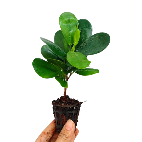 Ficus Microcarpa Moclame – Compact Indoor Tree - Image 2