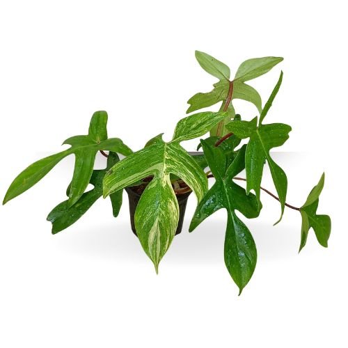 Philodendron ‘Florida Ghost’ Variegated - Image 2